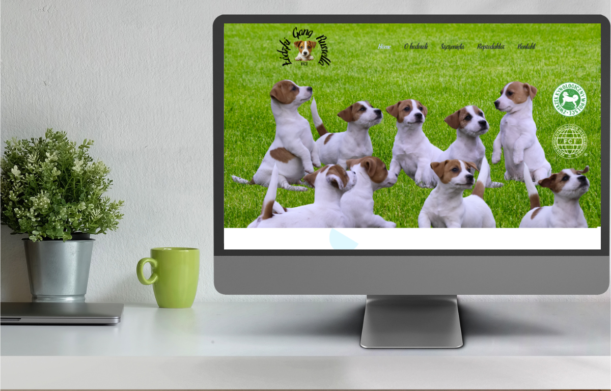 zakładanie stron internetowych Bełchatów